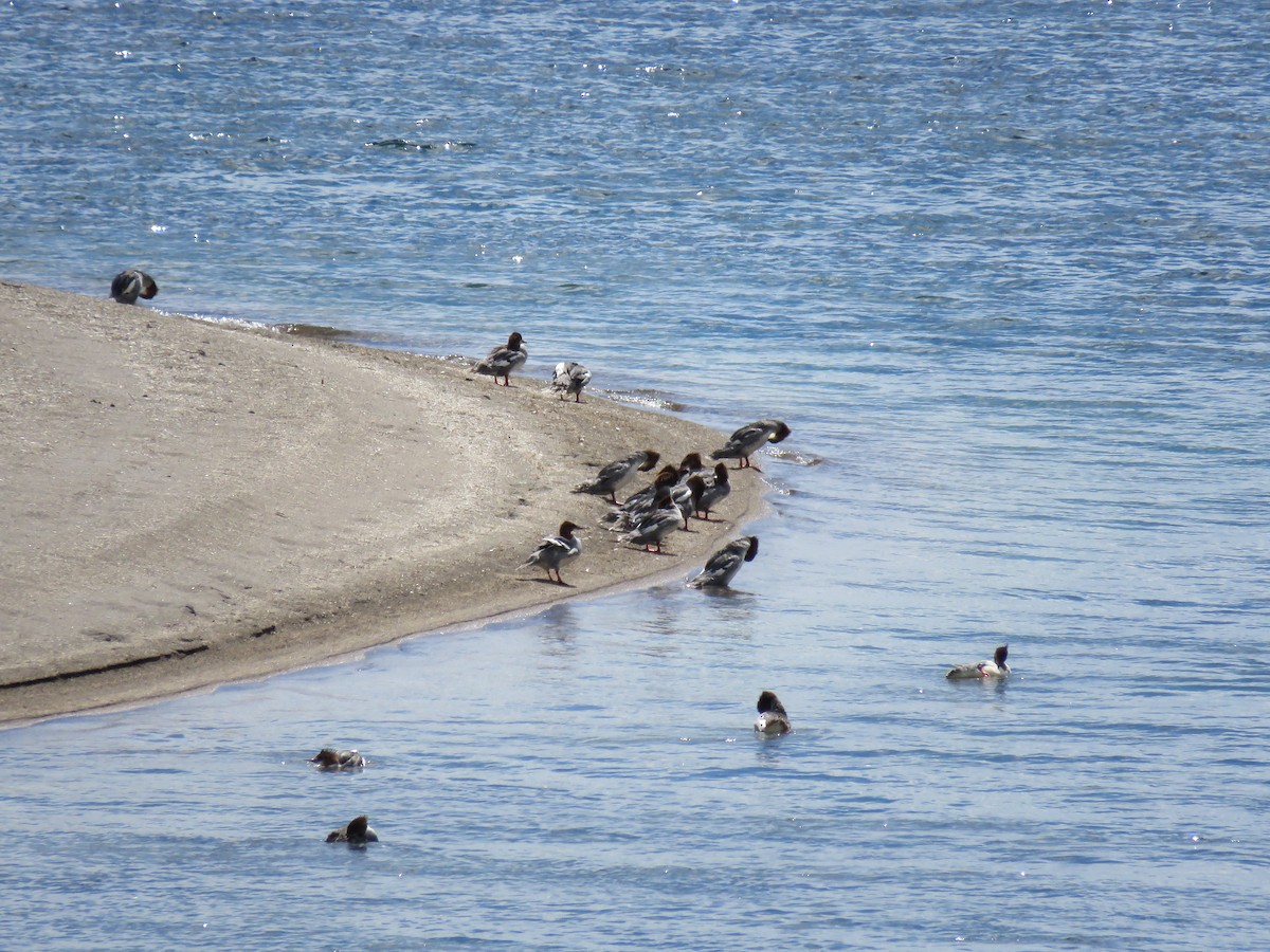 Common Merganser - ML639986237