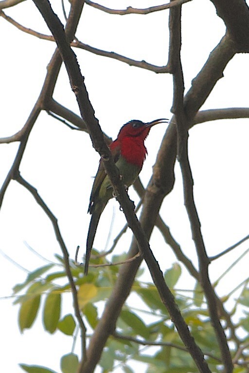 Crimson Sunbird - ML639986269