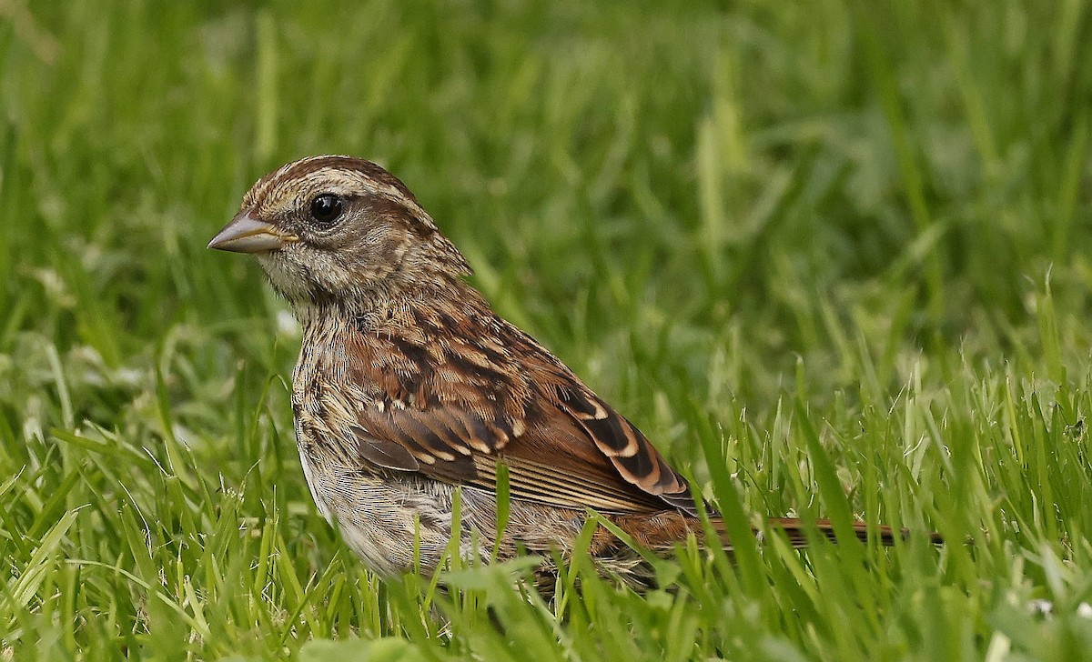 White-throated Sparrow - ML639986313