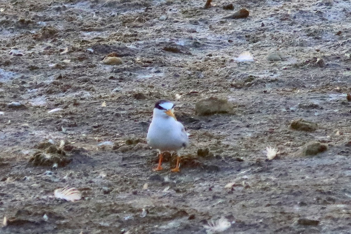 Little Tern - ML639986321