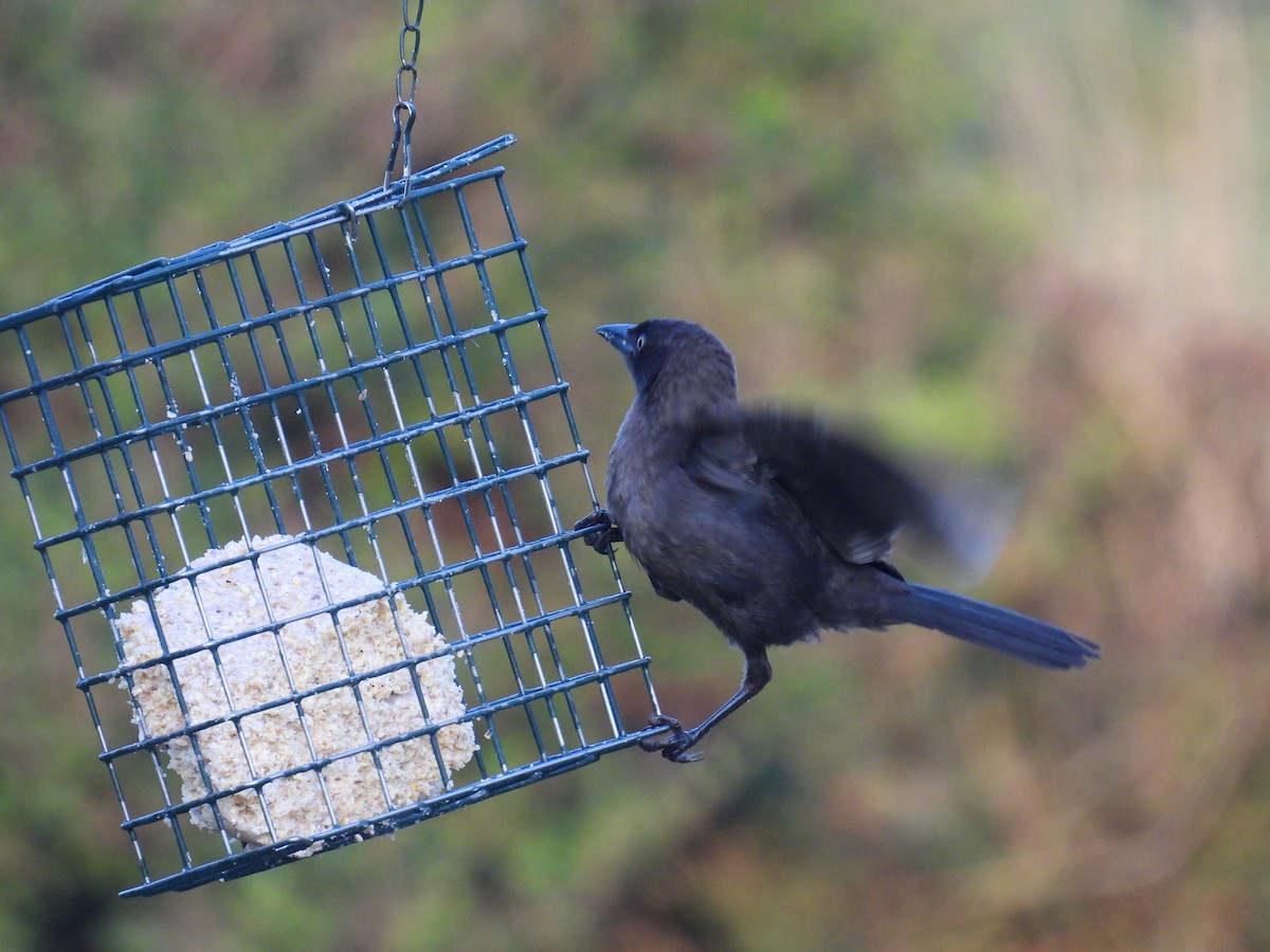 Common Grackle - ML639986339