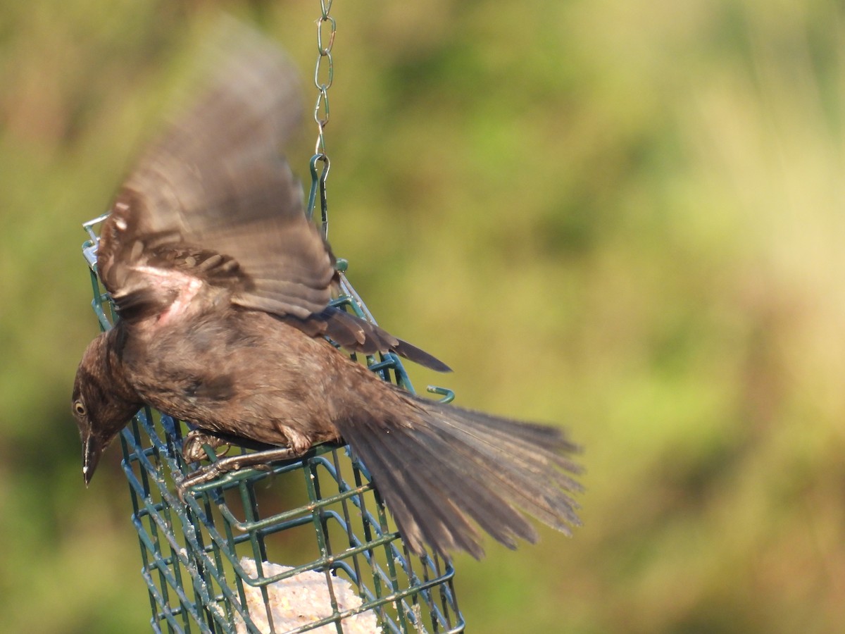 Common Grackle - ML639986340