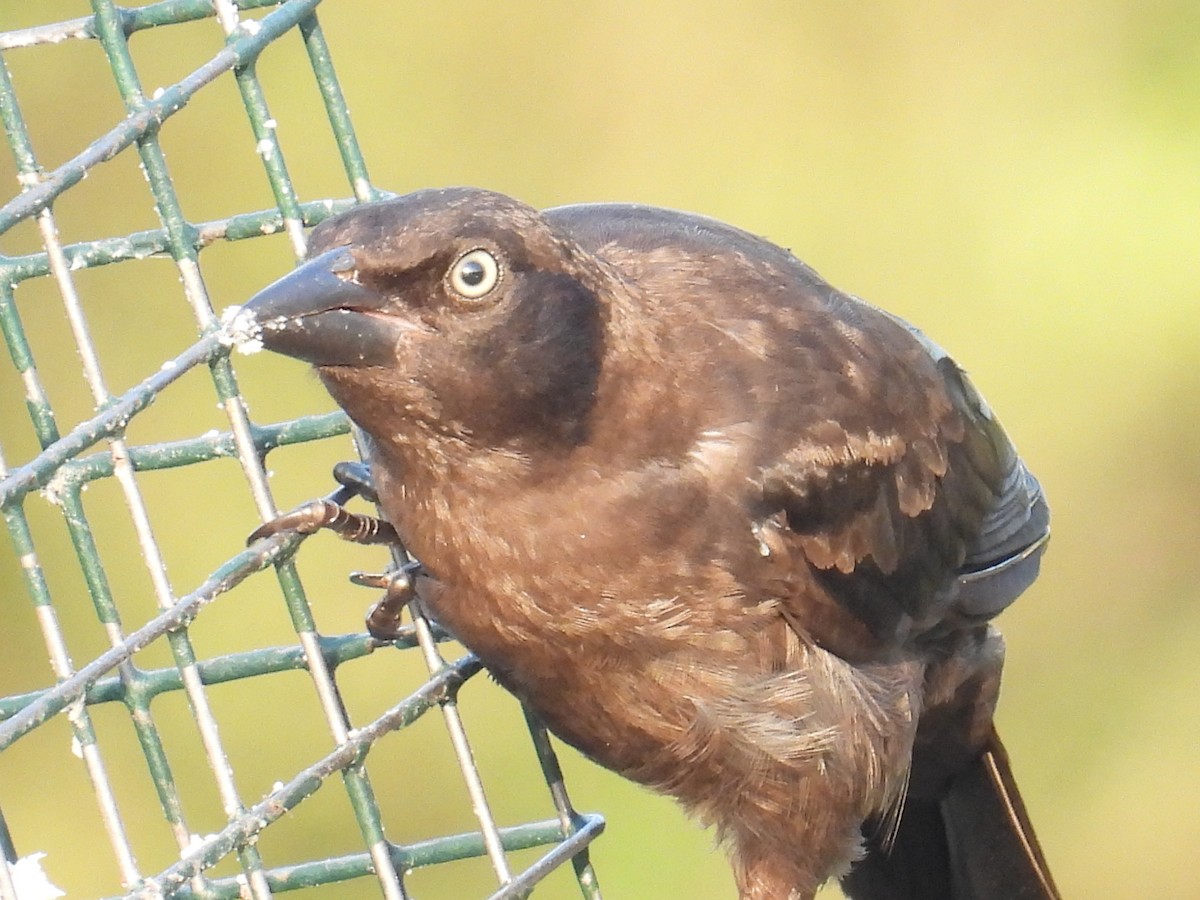 Common Grackle - ML639986344