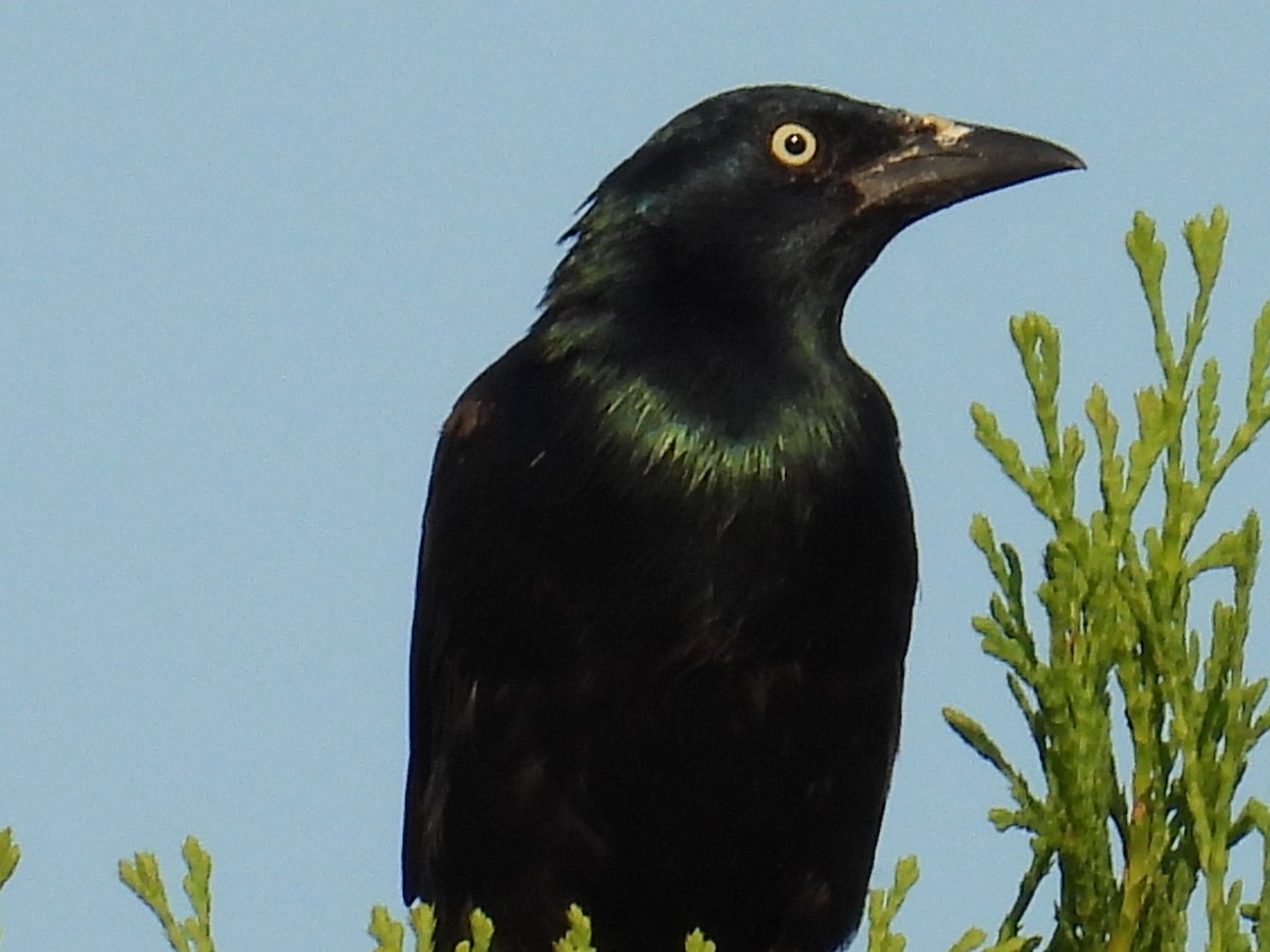 Common Grackle - ML639986345