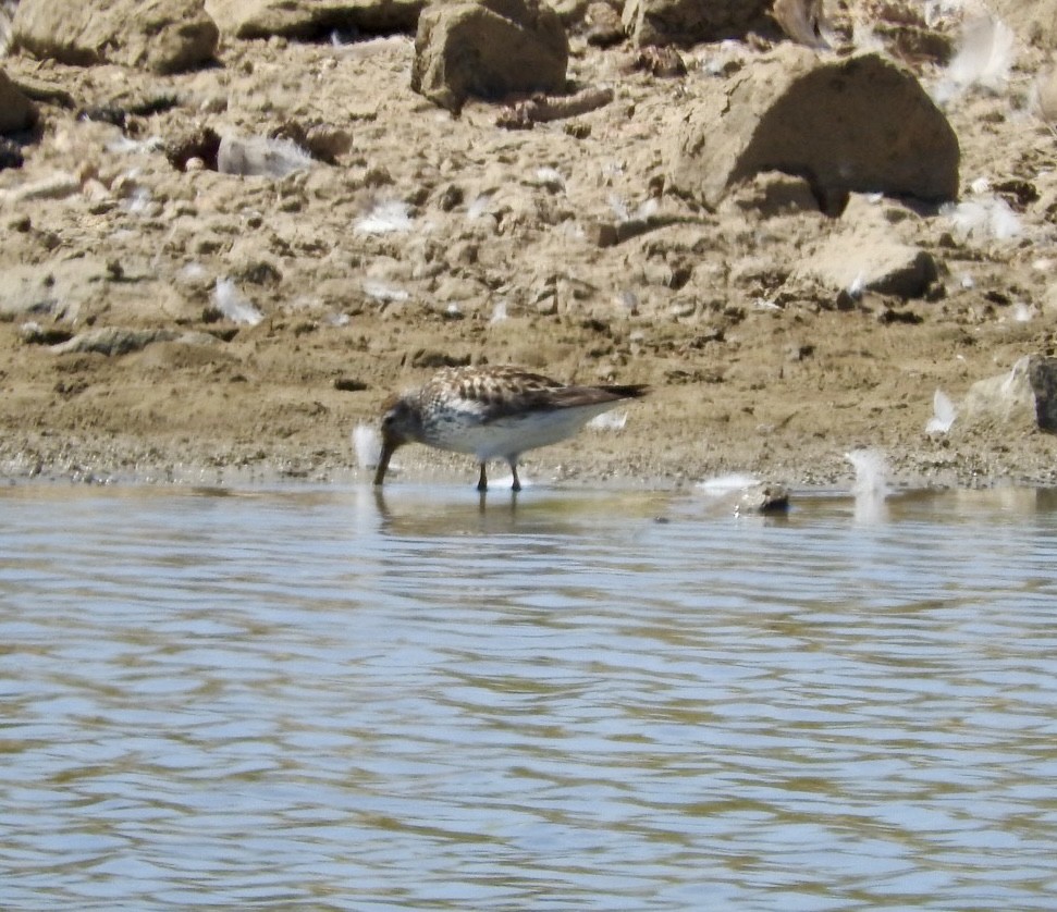 Dunlin x White-rumped Sandpiper (hybrid) - ML639986357
