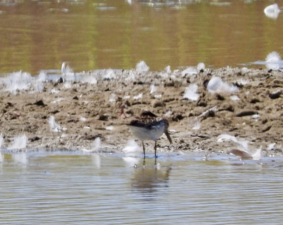 Dunlin x White-rumped Sandpiper (hybrid) - ML639986359
