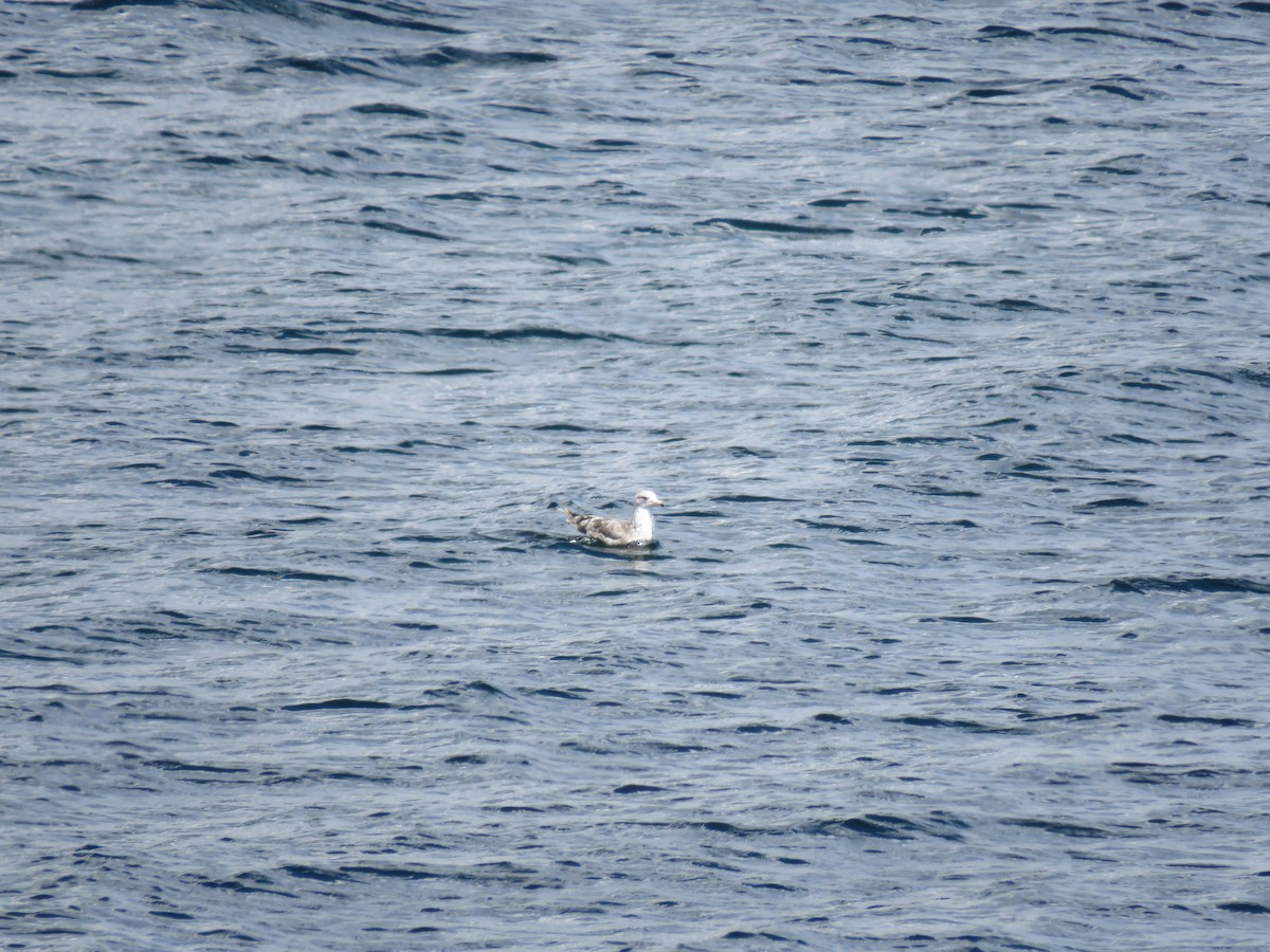 California Gull - ML639986361