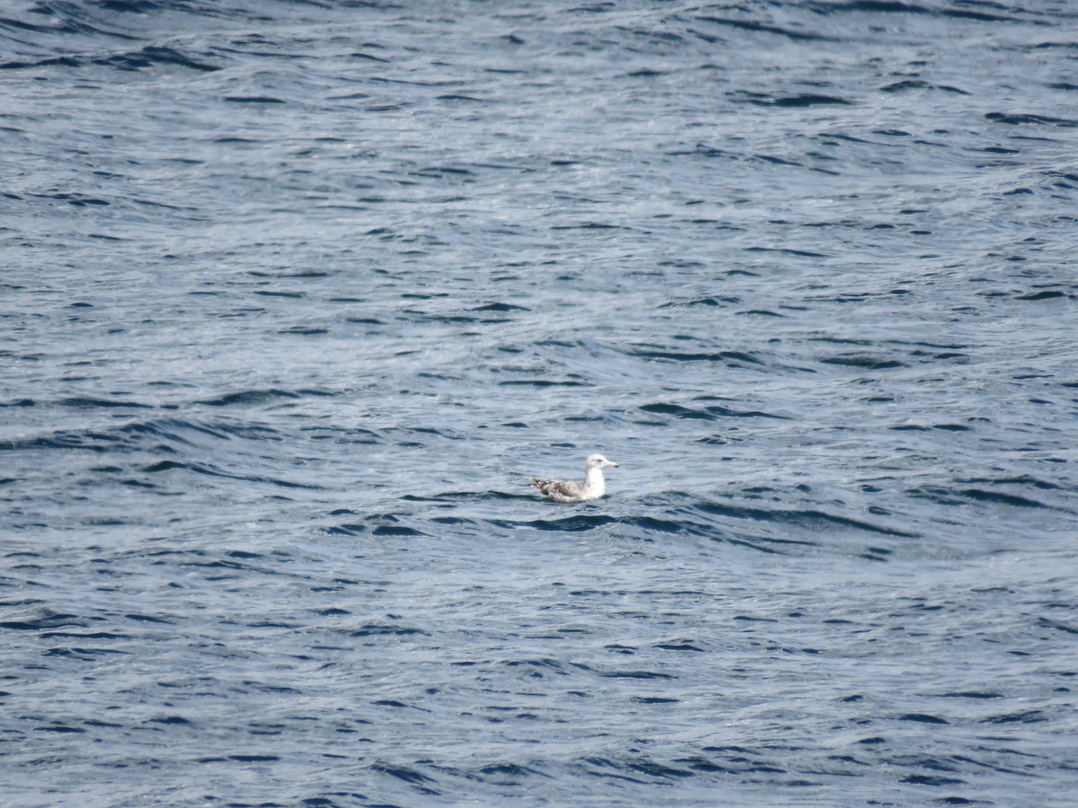 California Gull - ML639986366