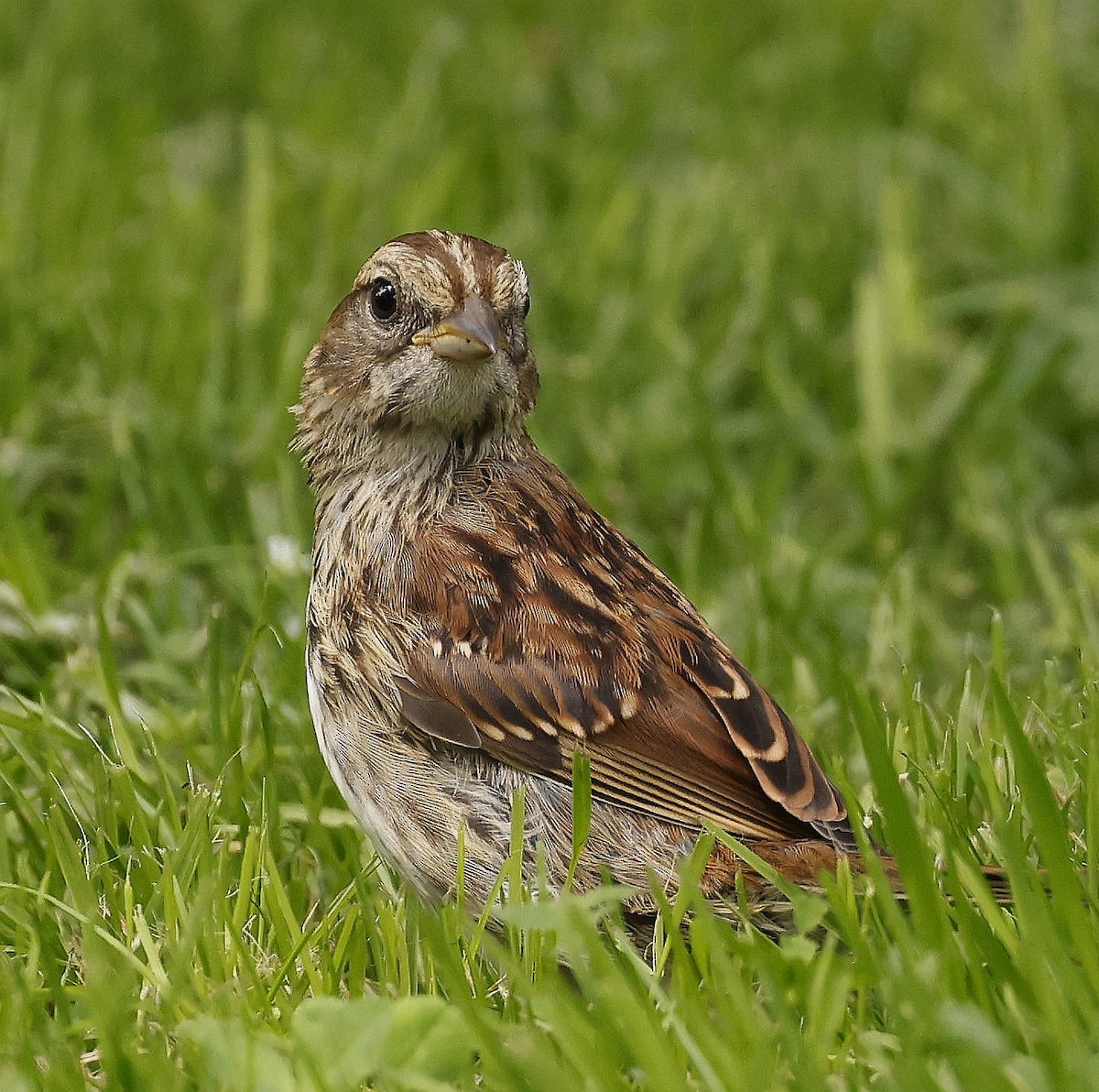White-throated Sparrow - ML639986382