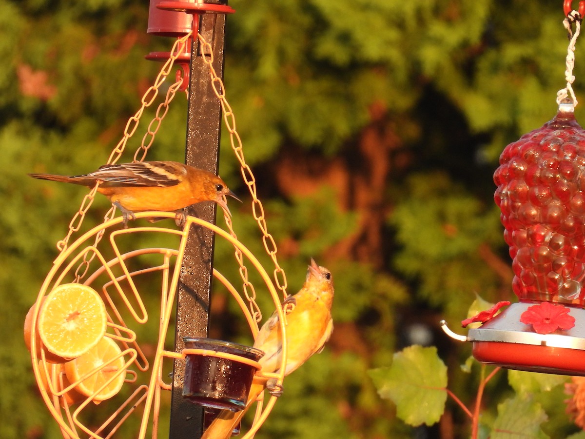 Baltimore Oriole - ML639986384