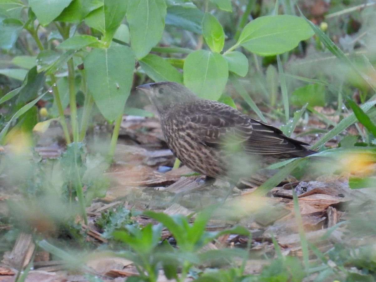 Red-winged Blackbird - ML639986392