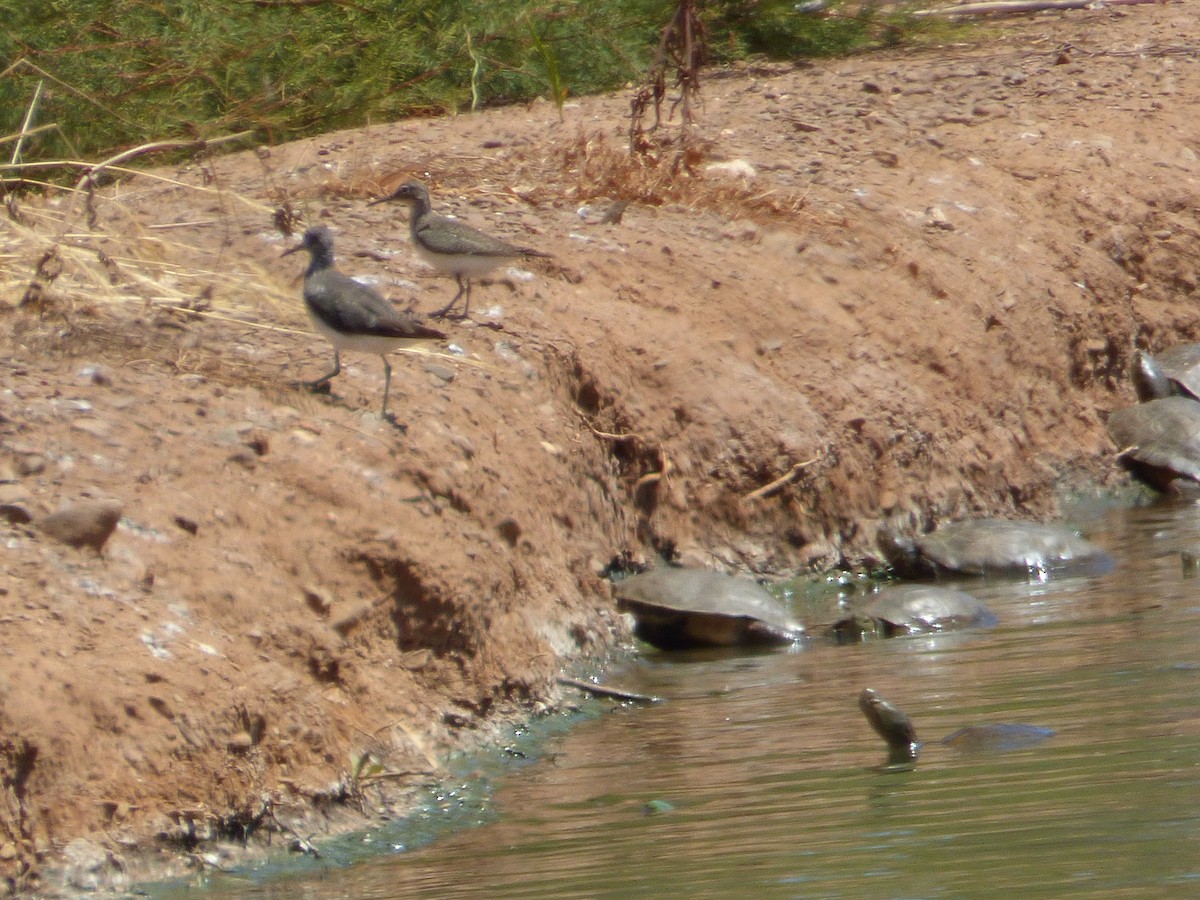 Green Sandpiper - ML63998651