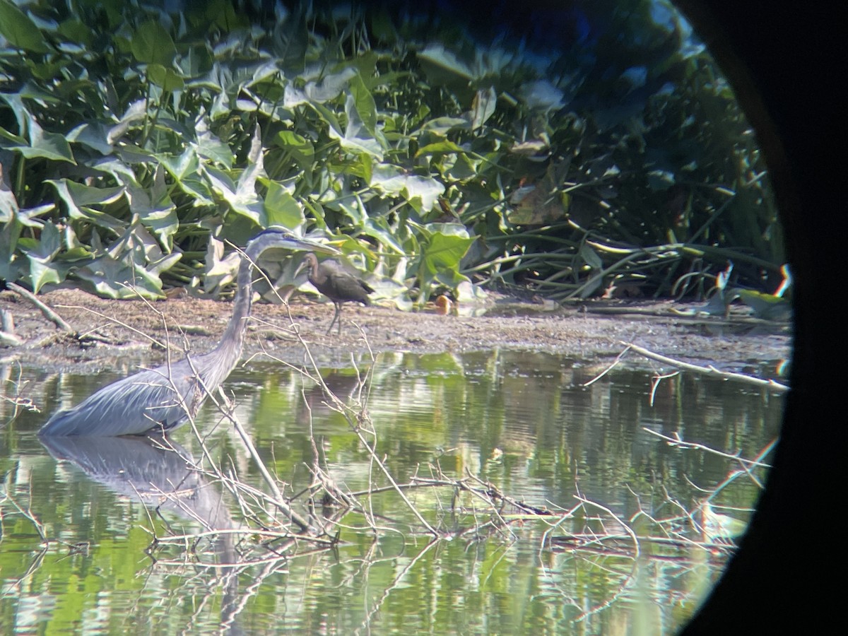 Glossy Ibis - ML639986571