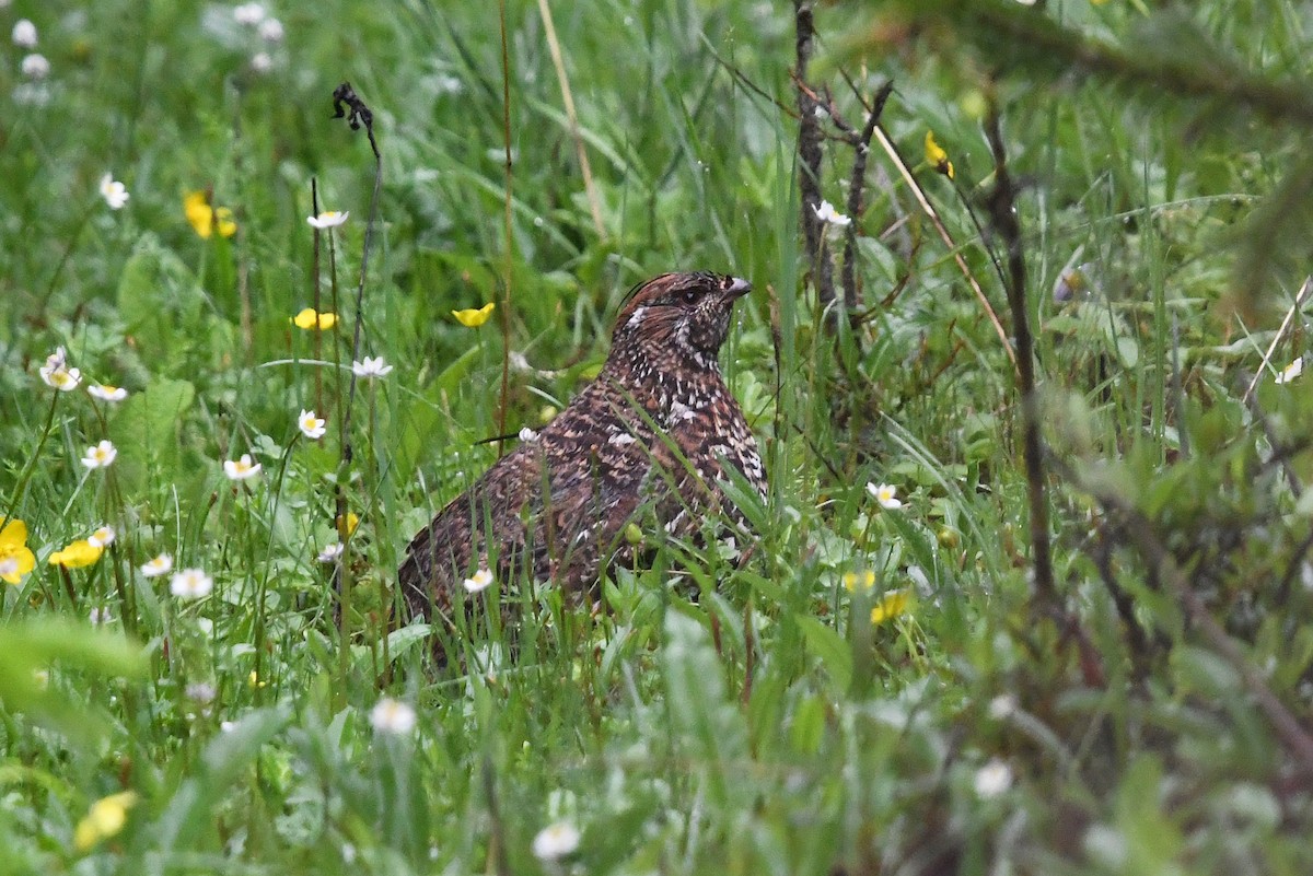 Chinese Grouse - ML639986619