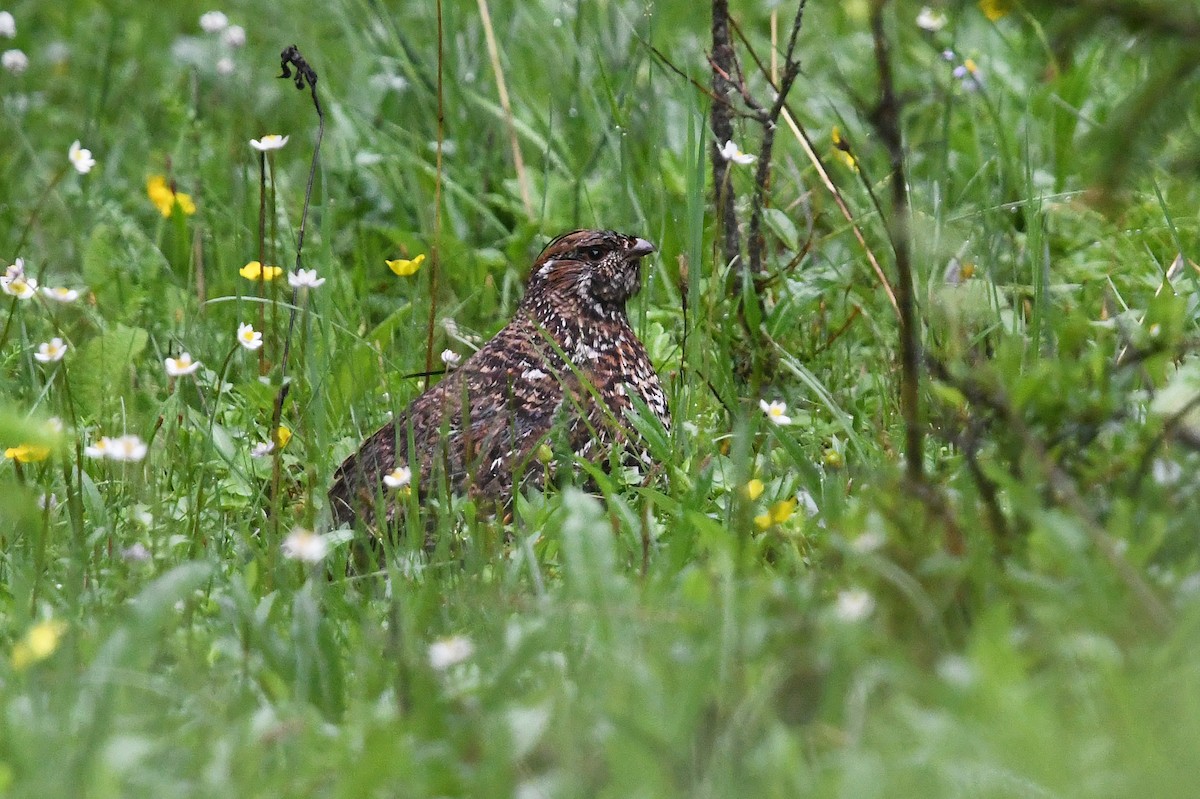 Chinese Grouse - ML639986620