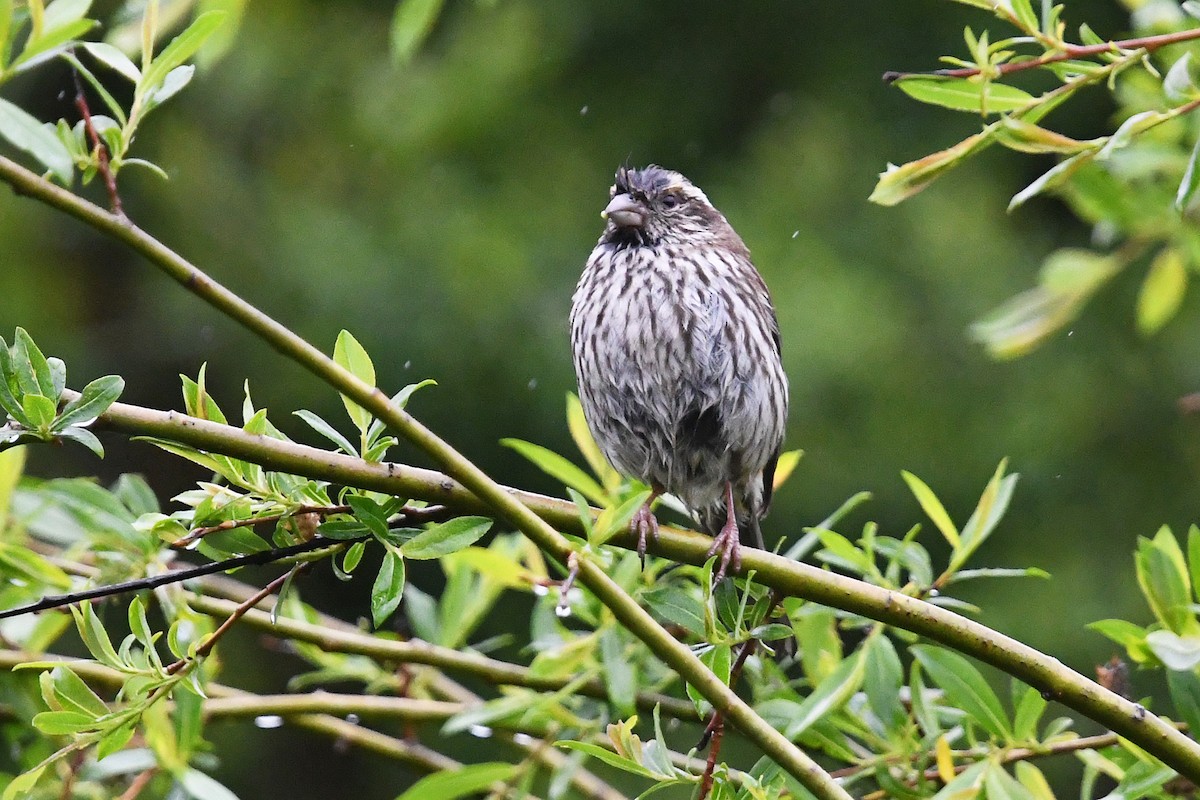 Chinese White-browed Rosefinch - ML639986658