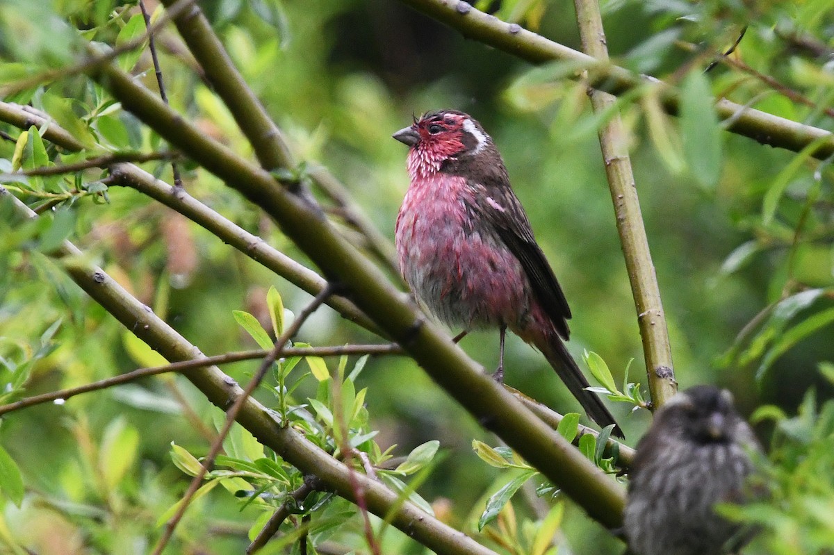Chinese White-browed Rosefinch - ML639986666