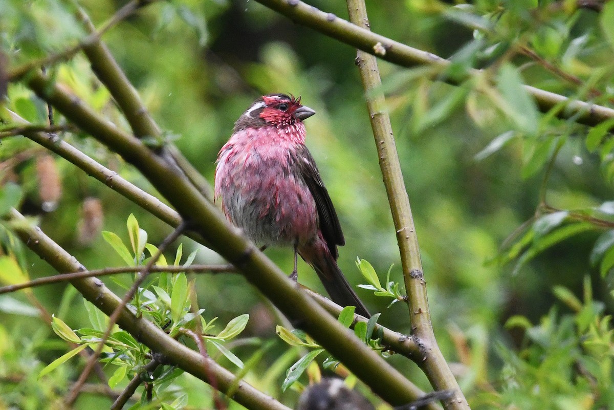 Chinese White-browed Rosefinch - ML639986667