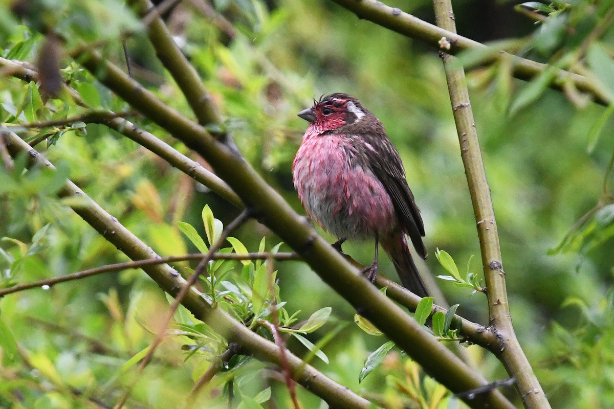 Chinese White-browed Rosefinch - ML639986668