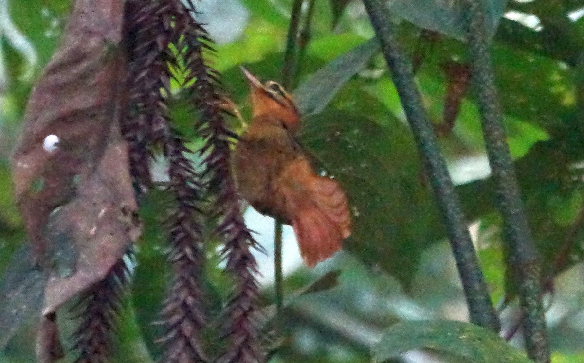 Black-capped Foliage-gleaner - ML639986743