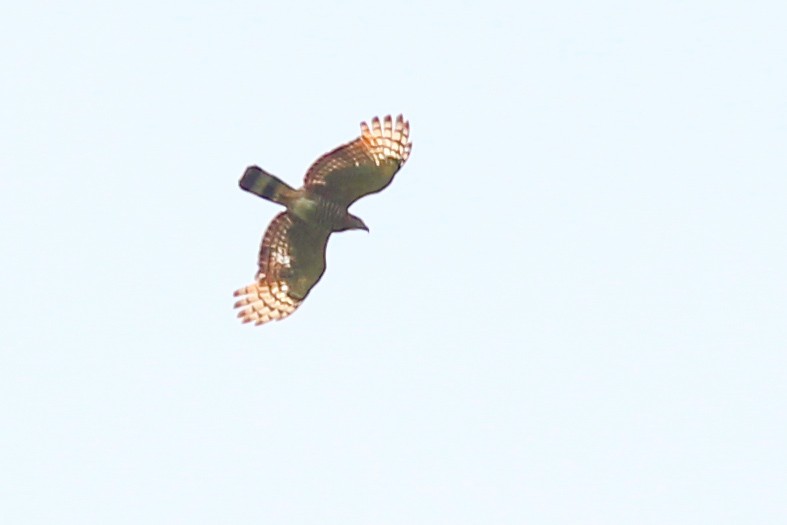 Hook-billed Kite - ML639986745