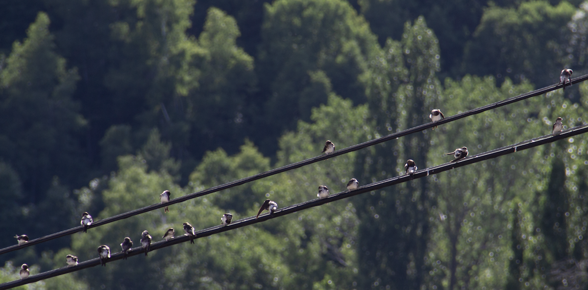 Western House-Martin - ML639986746