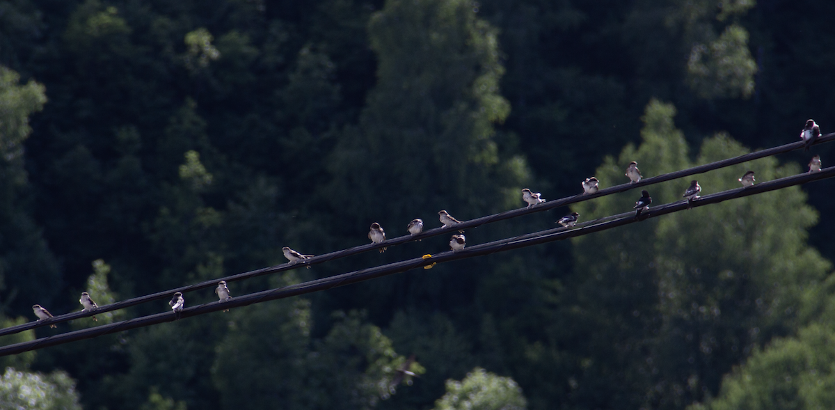 Western House-Martin - ML639986747
