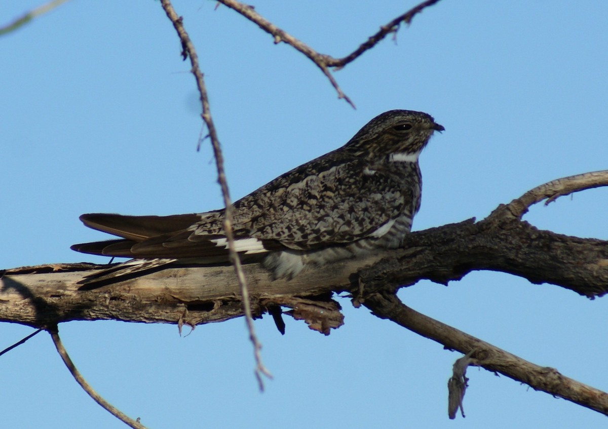 Common Nighthawk - ML639986756