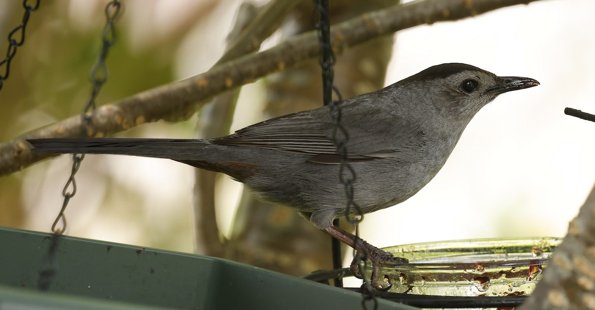 Gray Catbird - ML639986757