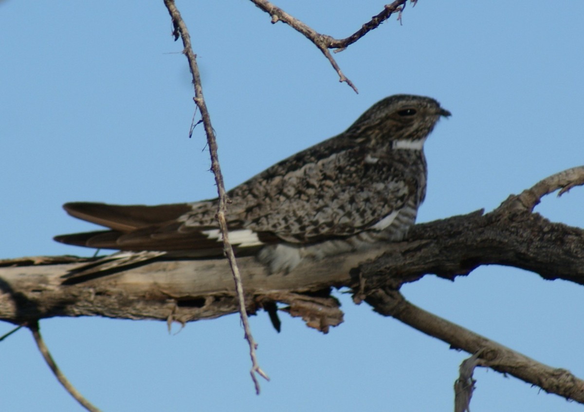 Common Nighthawk - ML639986767