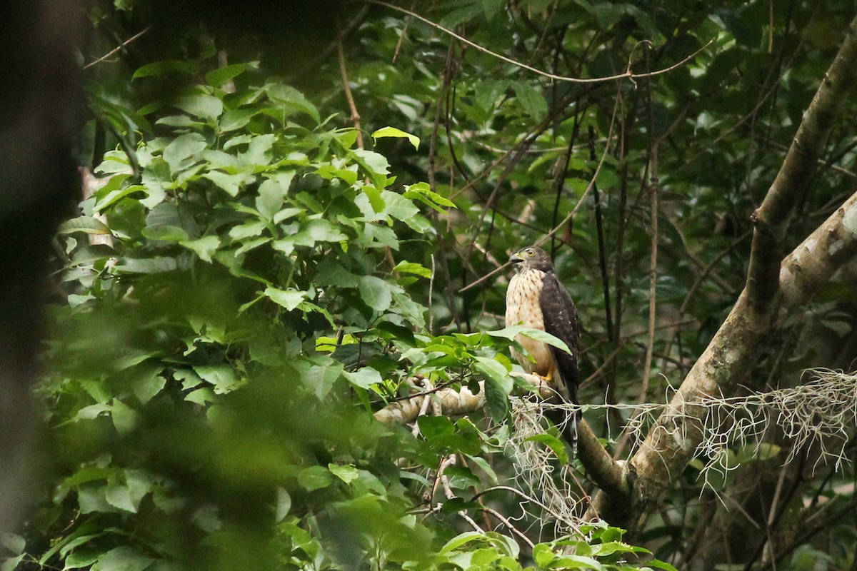Double-toothed Kite - ML639986826