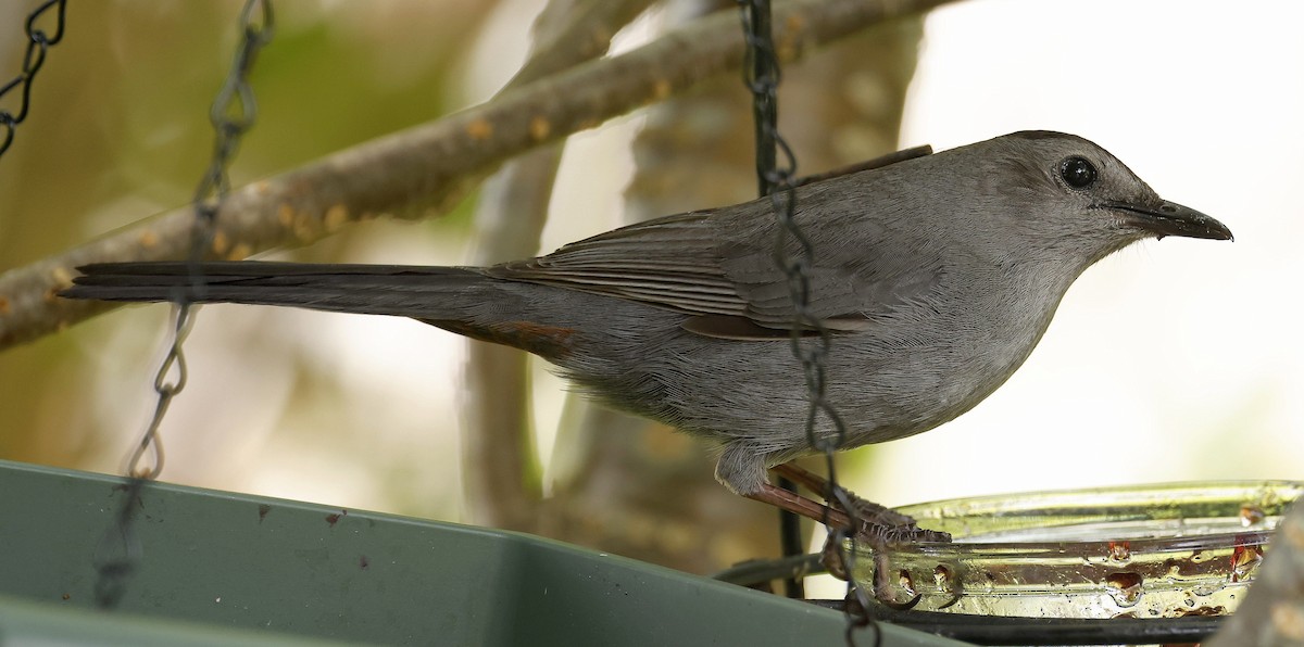 Gray Catbird - ML639986839