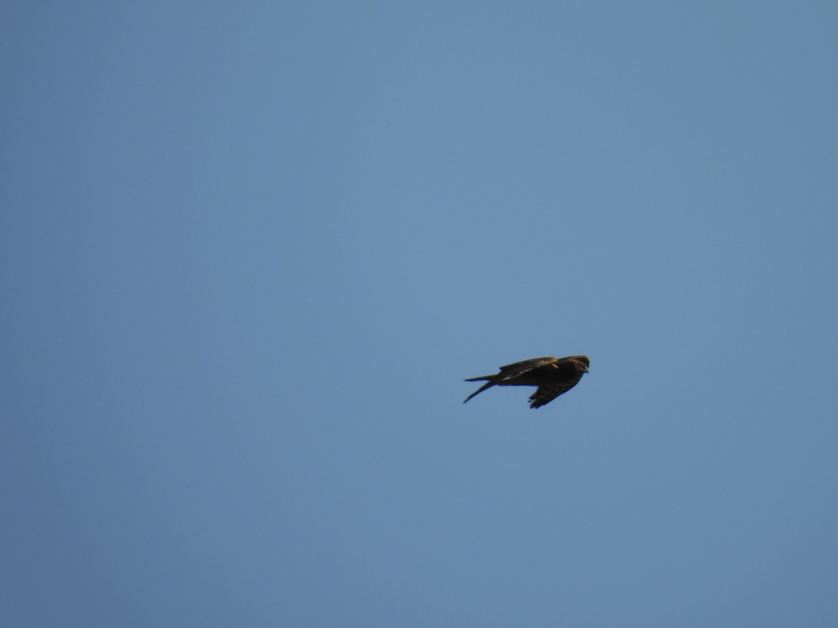 hawk sp. - ML639986929