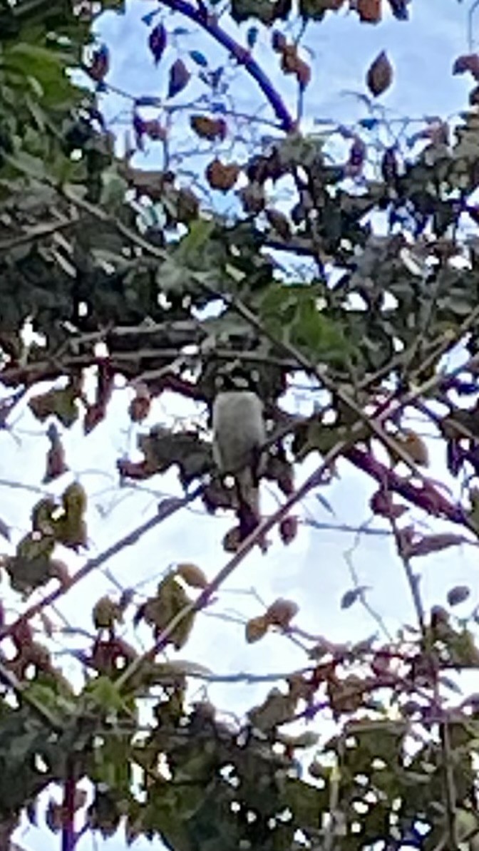 Lined Seedeater - ML639986943