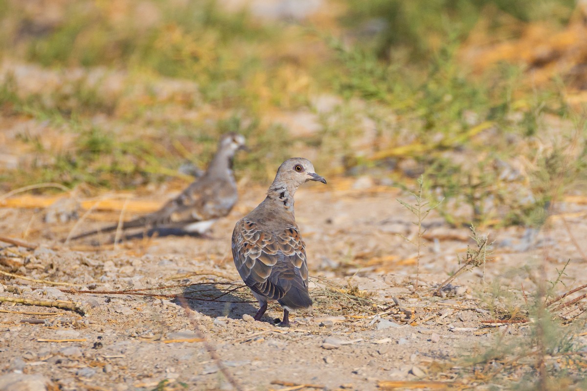 European Turtle-Dove - ML639986953