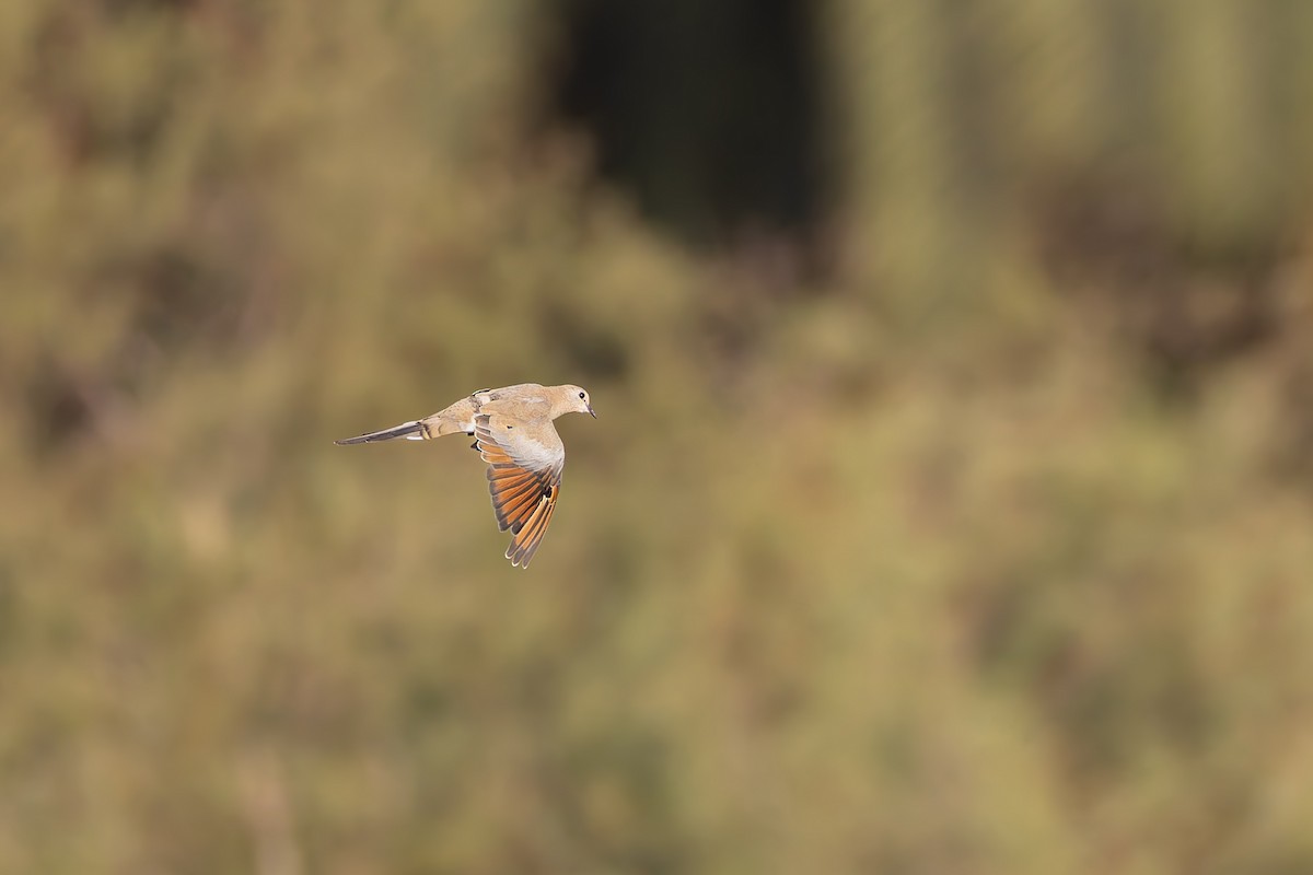 Namaqua Dove - ML639986955