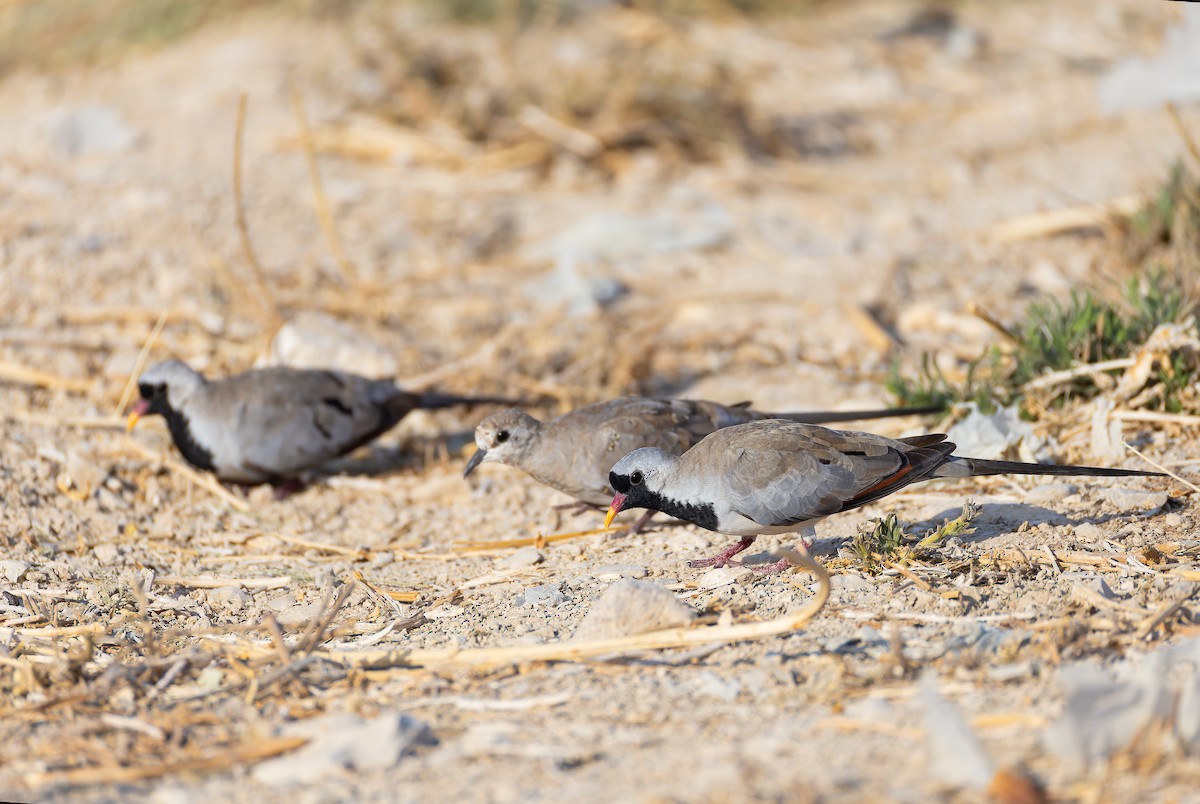 Namaqua Dove - ML639986956