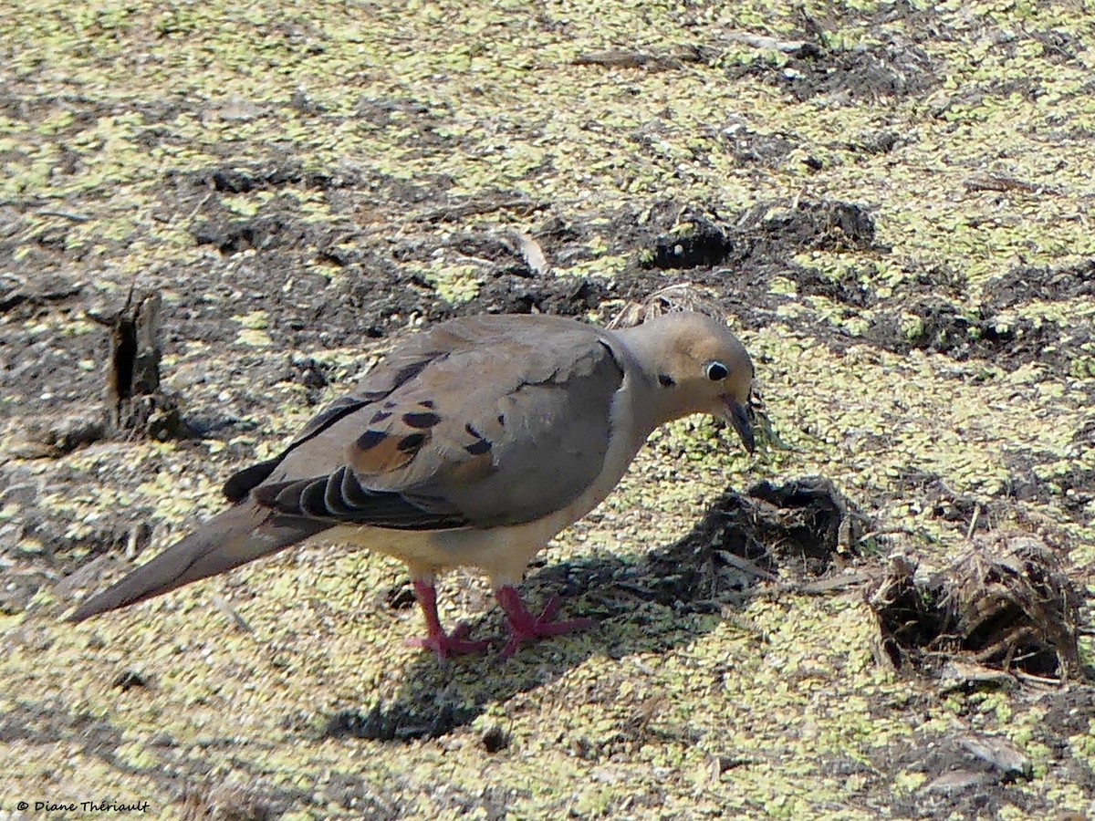 Mourning Dove - ML639986957