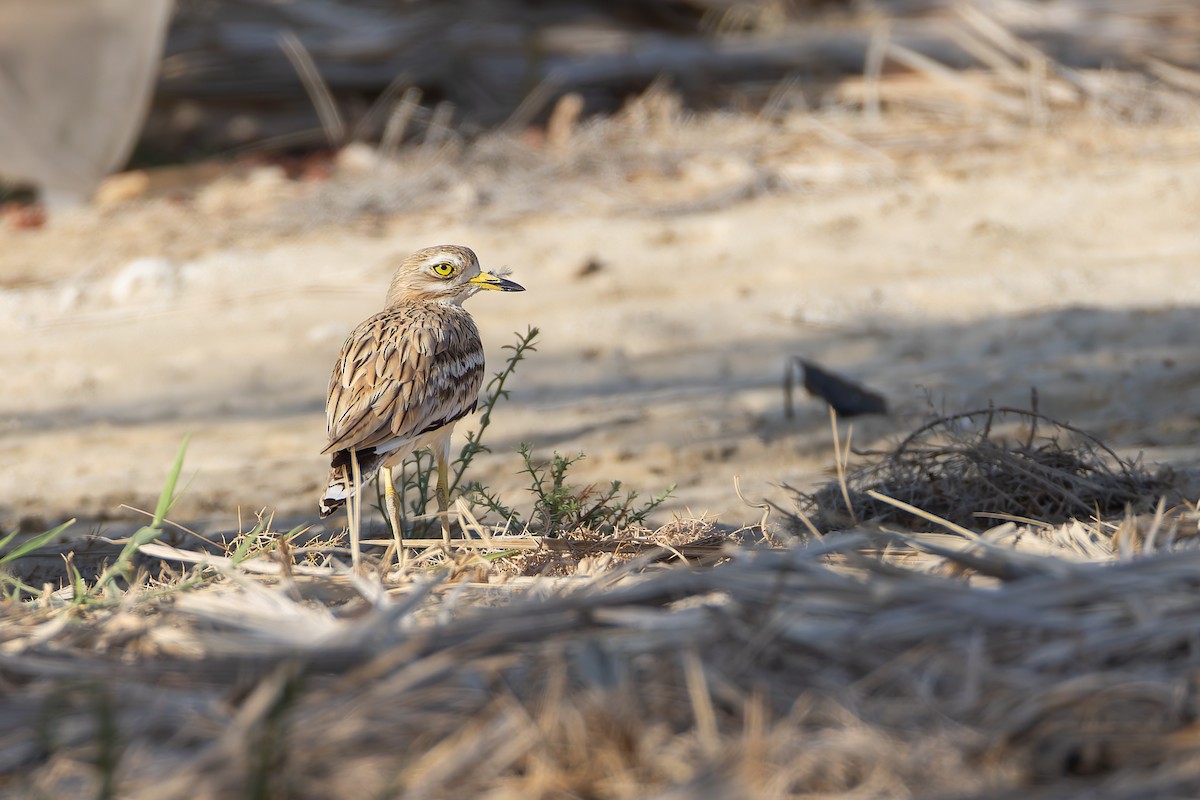 Eurasian Thick-knee - ML639986960