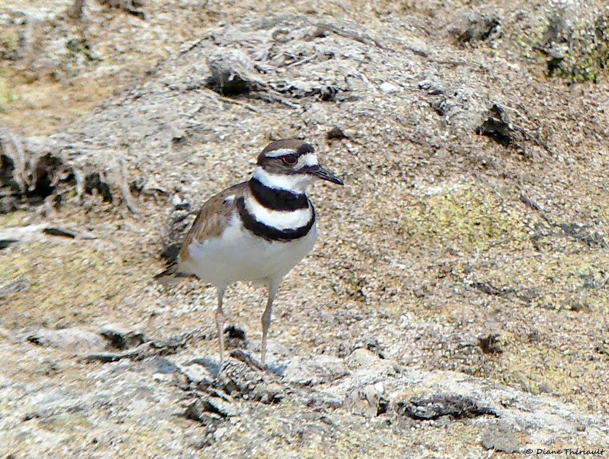 Killdeer - ML639986967