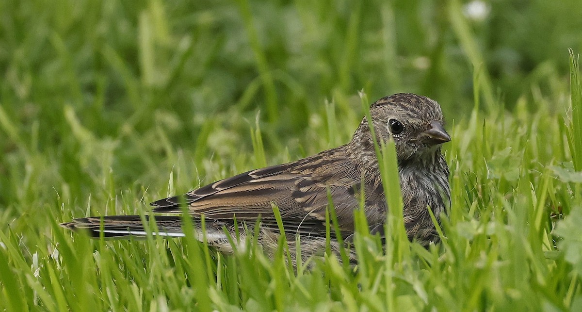 Dark-eyed Junco (Slate-colored) - ML639986968