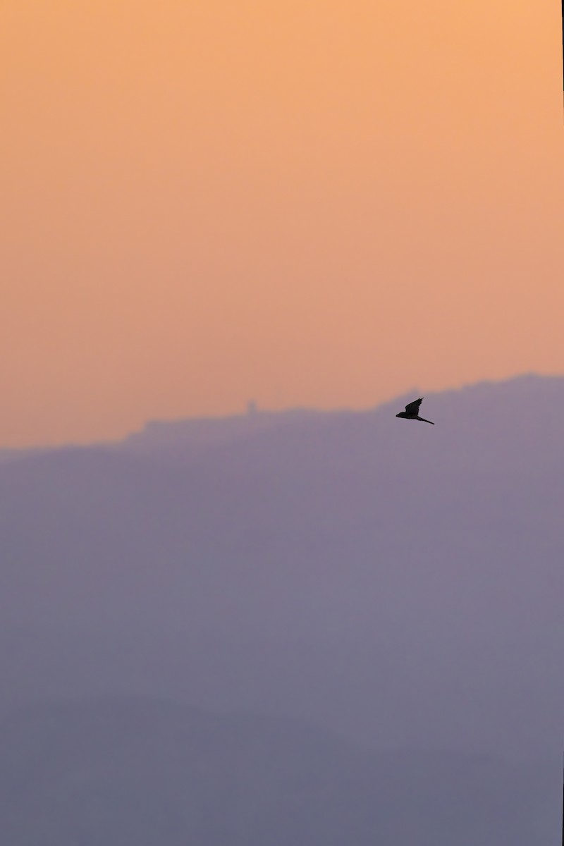 Eurasian Kestrel - ML639986970