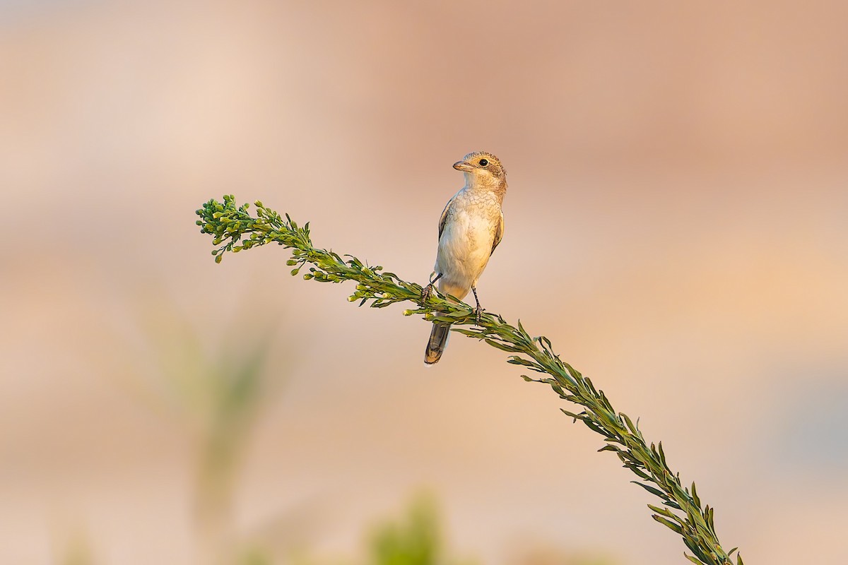 Woodchat Shrike - ML639986972
