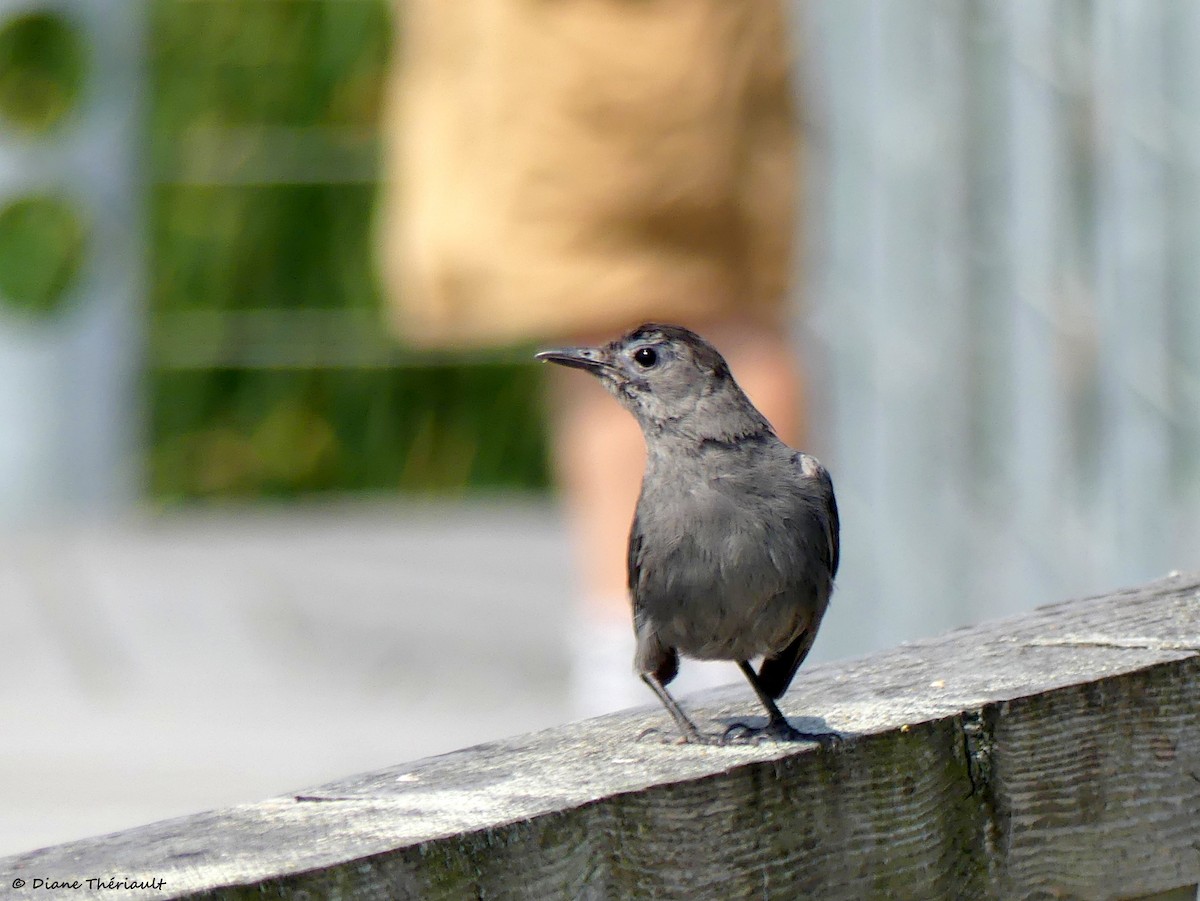 Gray Catbird - ML639986977