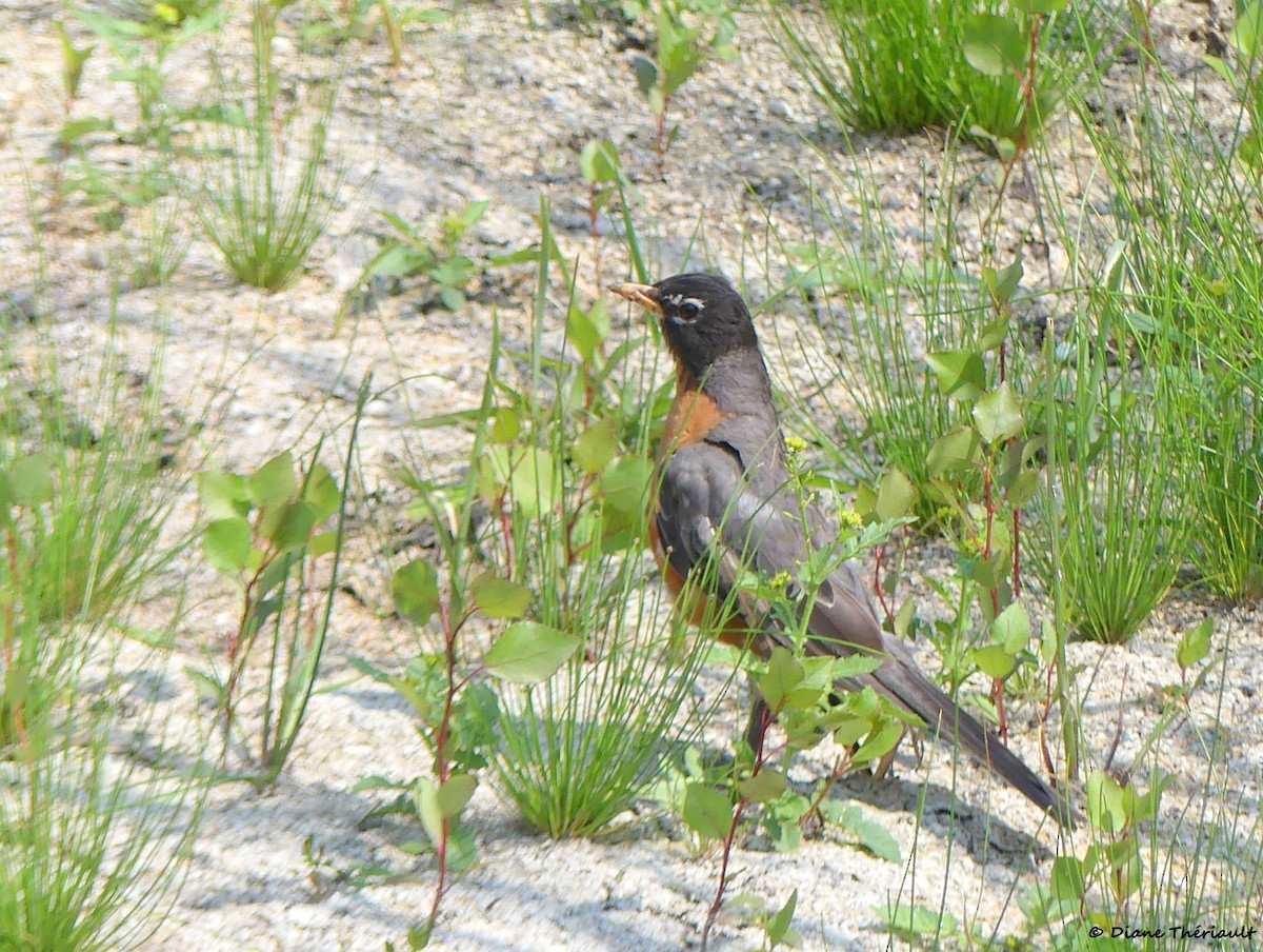 American Robin - ML639986992