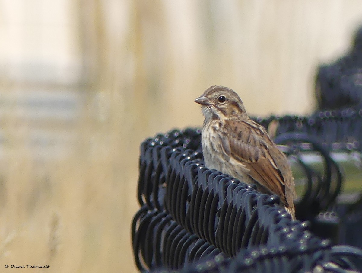 Song Sparrow - ML639987007