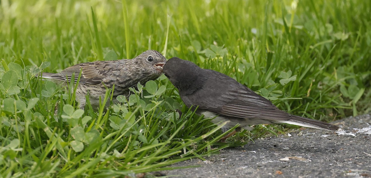 Dark-eyed Junco (Slate-colored) - ML639987076
