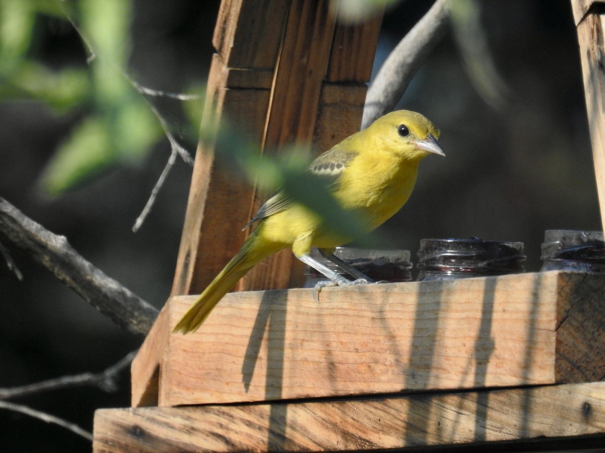 Orchard Oriole - ML639987123