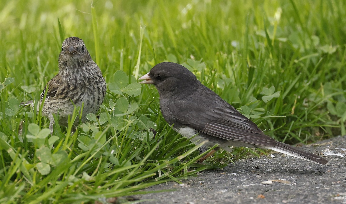 Dark-eyed Junco (Slate-colored) - ML639987229