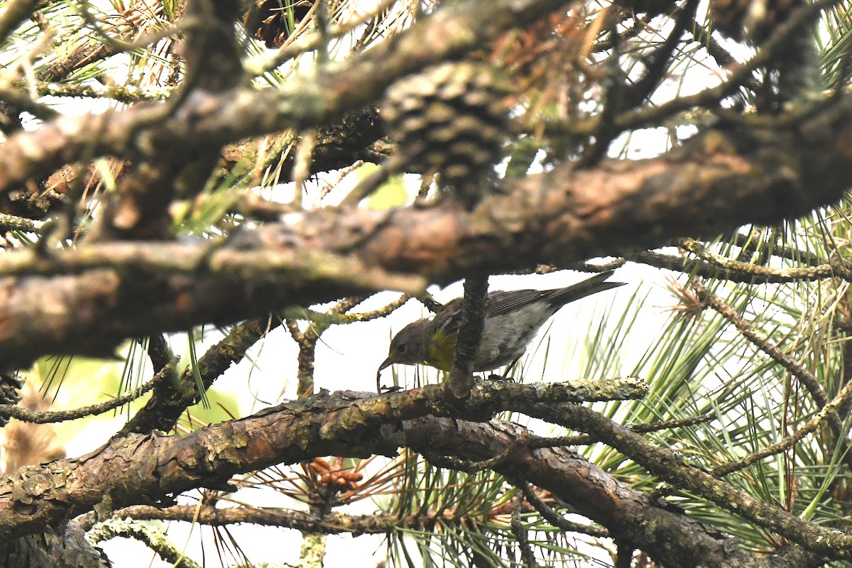 Pine Warbler - ML639987234